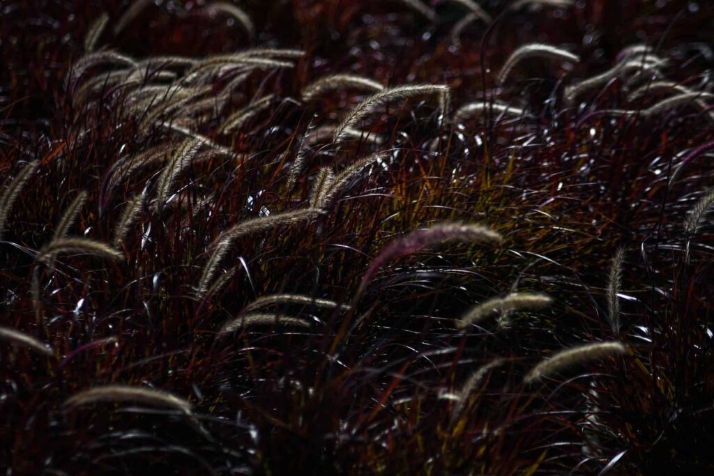 red fountain grass plant care guide