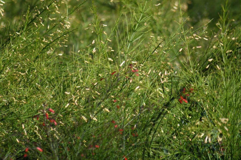 firecracker plant care guide