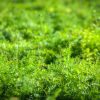 sprengeri fern plant care guide