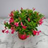 Dipladenia Bush Pink - Image 2