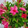 Dipladenia Bush Pink - Image 3
