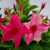 Dipladenia Bush Pink - Image 4