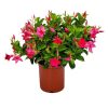 Pink Dipladenia Bush