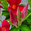 Coral Dipladenia Bush