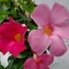 Dipladenia Vine Pretty Pink - Image 2