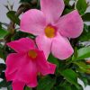 Dipladenia Vine Pretty Pink - Image 3