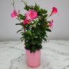 Dipladenia Vine Pretty Pink - Image 4