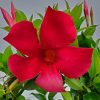 Dipladenia Pretty Red Trellis