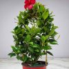 Dipladenia Pretty Red Trellis