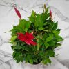 Dipladenia Pretty Red Trellis
