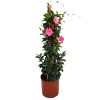 Pretty Pink Dipladenia Trellis