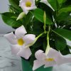 WHITE DIPLADENIA BUSH