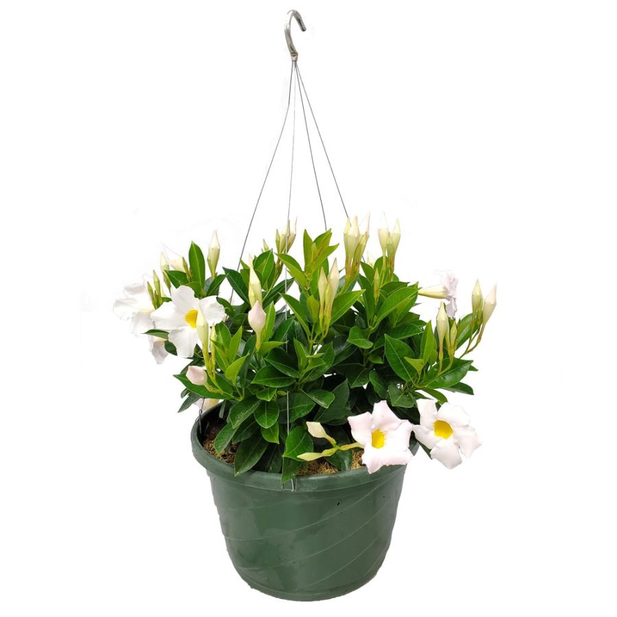 White Dipladenia Hanging Basket
