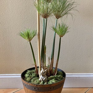Dwarf Papyrus Potted Plant