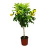 esperanza standard tree