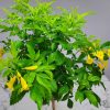esperanza standard tree