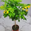 esperanza standard tree
