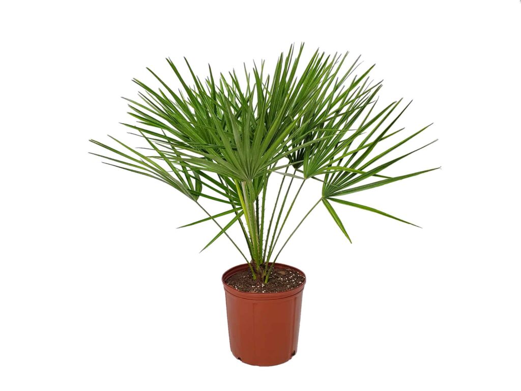 European Fan Palm