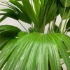 Chinese Fan Palm