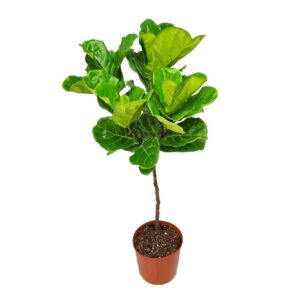 ficus lyrata tree