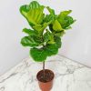 ficus lyrata tree fiddle leaf fig
