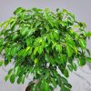 Wintergreen Ficus Tree - Image 2