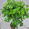Wintergreen Ficus Tree - Image 3