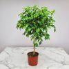 Wintergreen Ficus Tree - Image 4