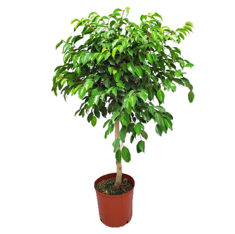 Wintergreen Ficus Tree