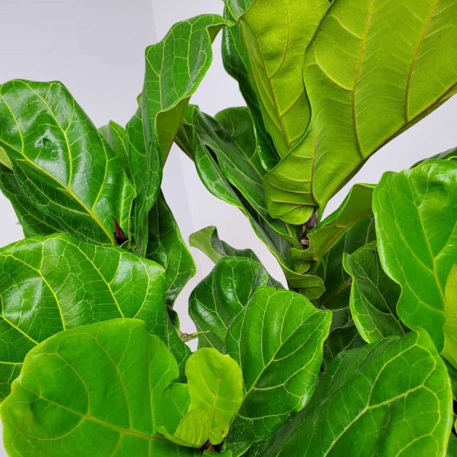 fiddle leaf fig leaves