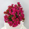 Magenta Kalanchoe
