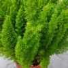 Foxtail Fern