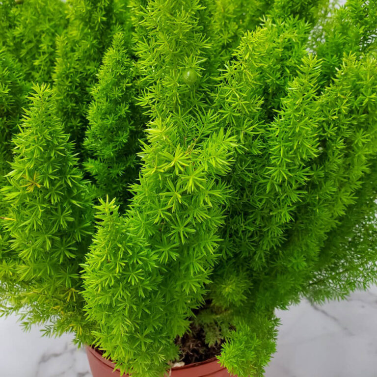 Foxtail Fern for Sale Tropical Plants of Florida