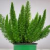 Foxtail Fern