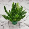 Foxtail Fern