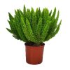 Foxtail Fern