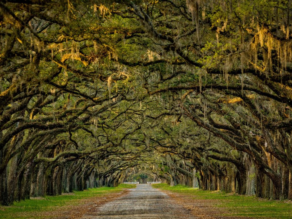 Full Sun Plants for Charleston