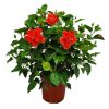 double red hibiscus bush