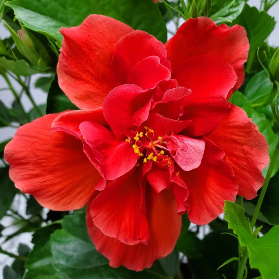 Hibiscus-Bush-Double-Red | Tropical PLants Florida