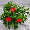 Hibiscus-Bush-Double-Red-6