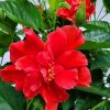 Hibiscus-Bush-Double-Red-white