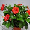 Hibiscus Bush President Red - Image 2