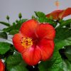 Hibiscus Bush President Red - Image 3