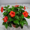 Hibiscus Bush President Red - Image 4