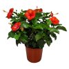Hibiscus Bush President Red