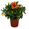 Fiesta Hibiscus Bush