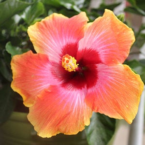 Fiesta Hibiscus Bush | Tropical Plants of Florida