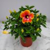 Fiesta Hibiscus Plant