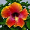 Fiesta Hibiscus Plant