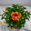Fiesta Hibiscus Plant